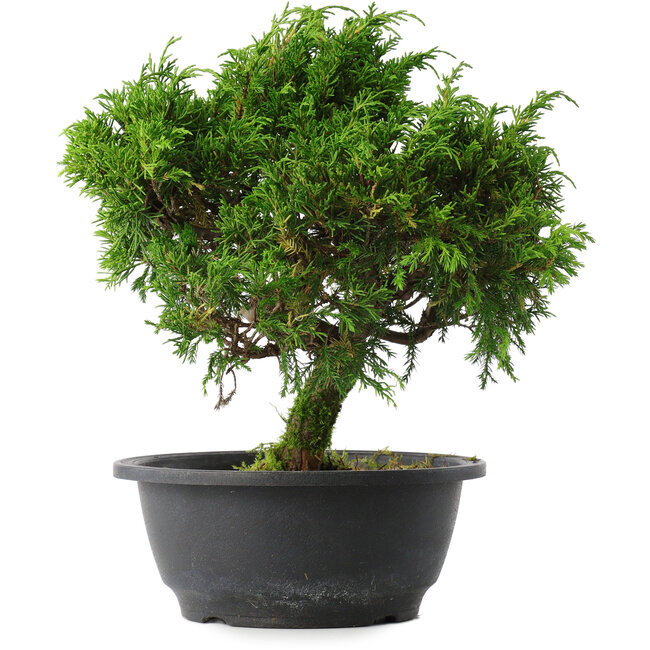 Juniperus chinensis Itoigawa, 26,5 cm, ± 15 Jahre alt