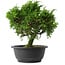 Juniperus chinensis Itoigawa, 26,5 cm, ± 15 anni