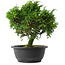 Juniperus chinensis Itoigawa, 26,5 cm, ± 15 jaar oud