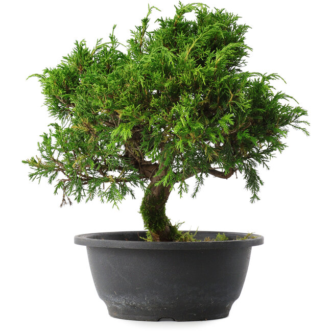 Juniperus chinensis Itoigawa, 26,5 cm, ± 15 years old