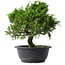 Juniperus chinensis Itoigawa, 26,5 cm, ± 15 anni