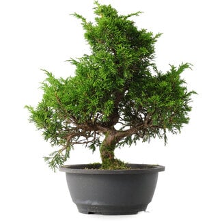 Juniperus chinensis Itoigawa, 32 cm, ± 15 anni