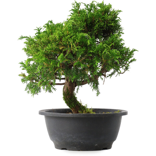 Juniperus chinensis Itoigawa, 26,5 cm, ± 15 jaar oud