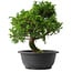 Juniperus chinensis Itoigawa, 26,5 cm, ± 15 anni