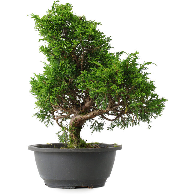 Juniperus chinensis Itoigawa, 32 cm, ± 15 ans