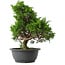 Juniperus chinensis Itoigawa, 32 cm, ± 15 anni