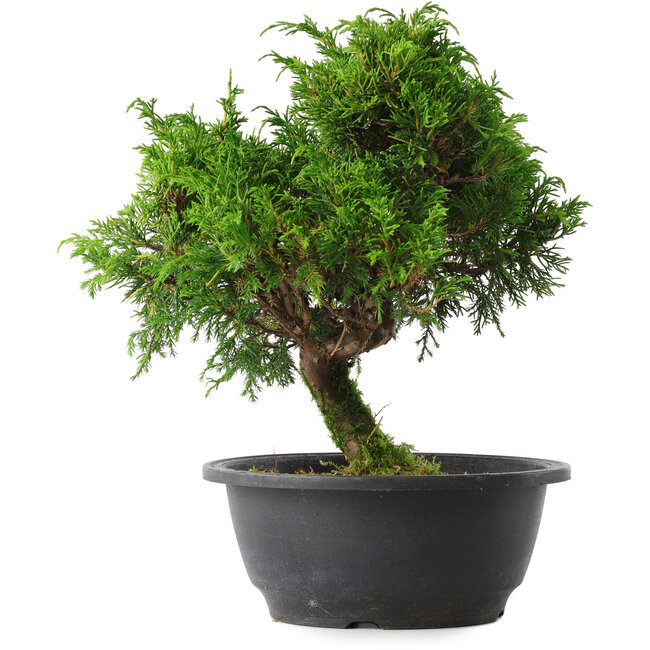 Juniperus chinensis Itoigawa, 26,5 cm, ± 15 years old