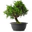 Juniperus chinensis Itoigawa, 26,5 cm, ± 15 anni