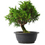 Juniperus chinensis Itoigawa, 26,5 cm, ± 15 jaar oud