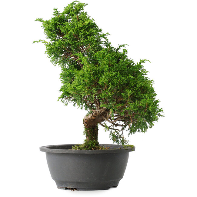 Juniperus chinensis Itoigawa, 32 cm, ± 15 ans