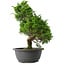 Juniperus chinensis Itoigawa, 32 cm, ± 15 anni