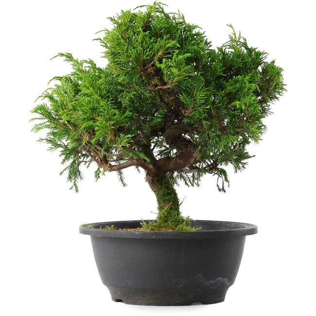 Juniperus chinensis Itoigawa, 26,5 cm, ± 15 jaar oud