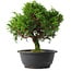 Juniperus chinensis Itoigawa, 26,5 cm, ± 15 anni