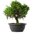 Juniperus chinensis Itoigawa, 26,5 cm, ± 15 jaar oud