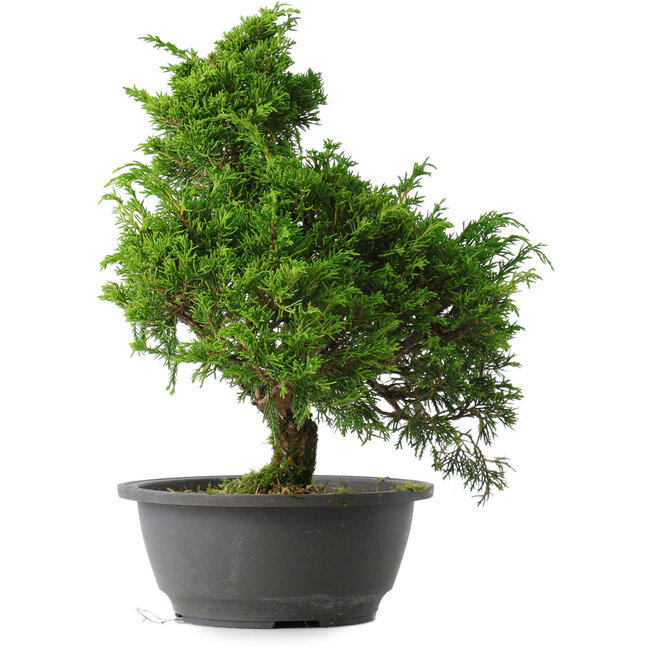 Juniperus chinensis Itoigawa, 32 cm, ± 15 años