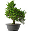 Juniperus chinensis Itoigawa, 32 cm, ± 15 anni