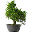 Juniperus chinensis Itoigawa, 32 cm, ± 15 jaar oud