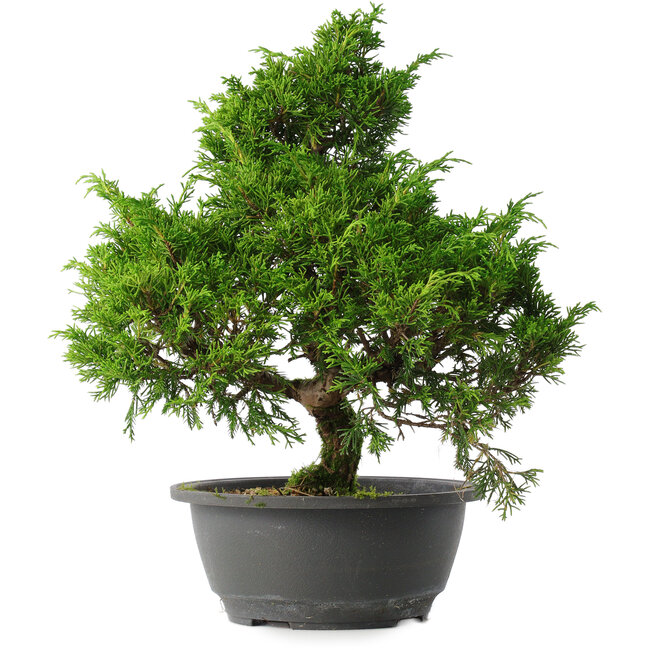 Juniperus chinensis Itoigawa, 32 cm, ± 15 anni