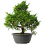Juniperus chinensis Itoigawa, 32 cm, ± 15 jaar oud