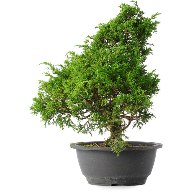 Juniperus chinensis Itoigawa, 32 cm, ± 15 ans