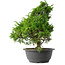 Juniperus chinensis Itoigawa, 32 cm, ± 15 jaar oud
