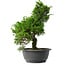 Juniperus chinensis Itoigawa, 32 cm, ± 15 anni