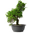 Juniperus chinensis Itoigawa, 32 cm, ± 15 jaar oud