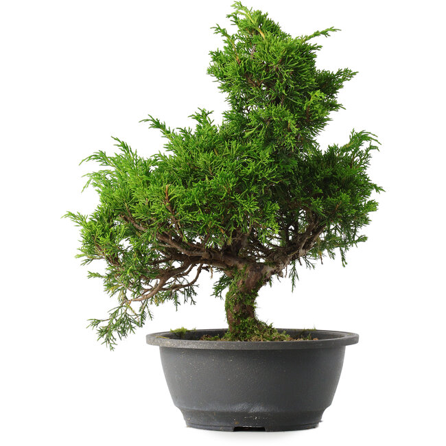 Juniperus chinensis Itoigawa, 32 cm, ± 15 ans