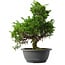 Juniperus chinensis Itoigawa, 32 cm, ± 15 anni