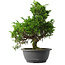 Juniperus chinensis Itoigawa, 32 cm, ± 15 jaar oud