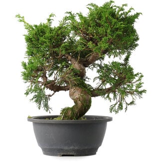 Juniperus chinensis Itoigawa, 29 cm, ± 15 anni