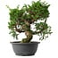 Juniperus chinensis Itoigawa, 29 cm, ± 15 anni