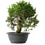 Juniperus chinensis Itoigawa, 29 cm, ± 15 anni