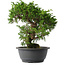 Juniperus chinensis Itoigawa, 29 cm, ± 15 anni