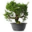 Juniperus chinensis Itoigawa, 29 cm, ± 15 anni