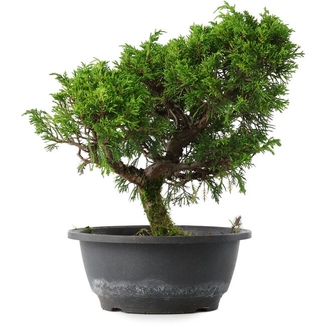 Juniperus chinensis Itoigawa, 26 cm, ± 15 anni