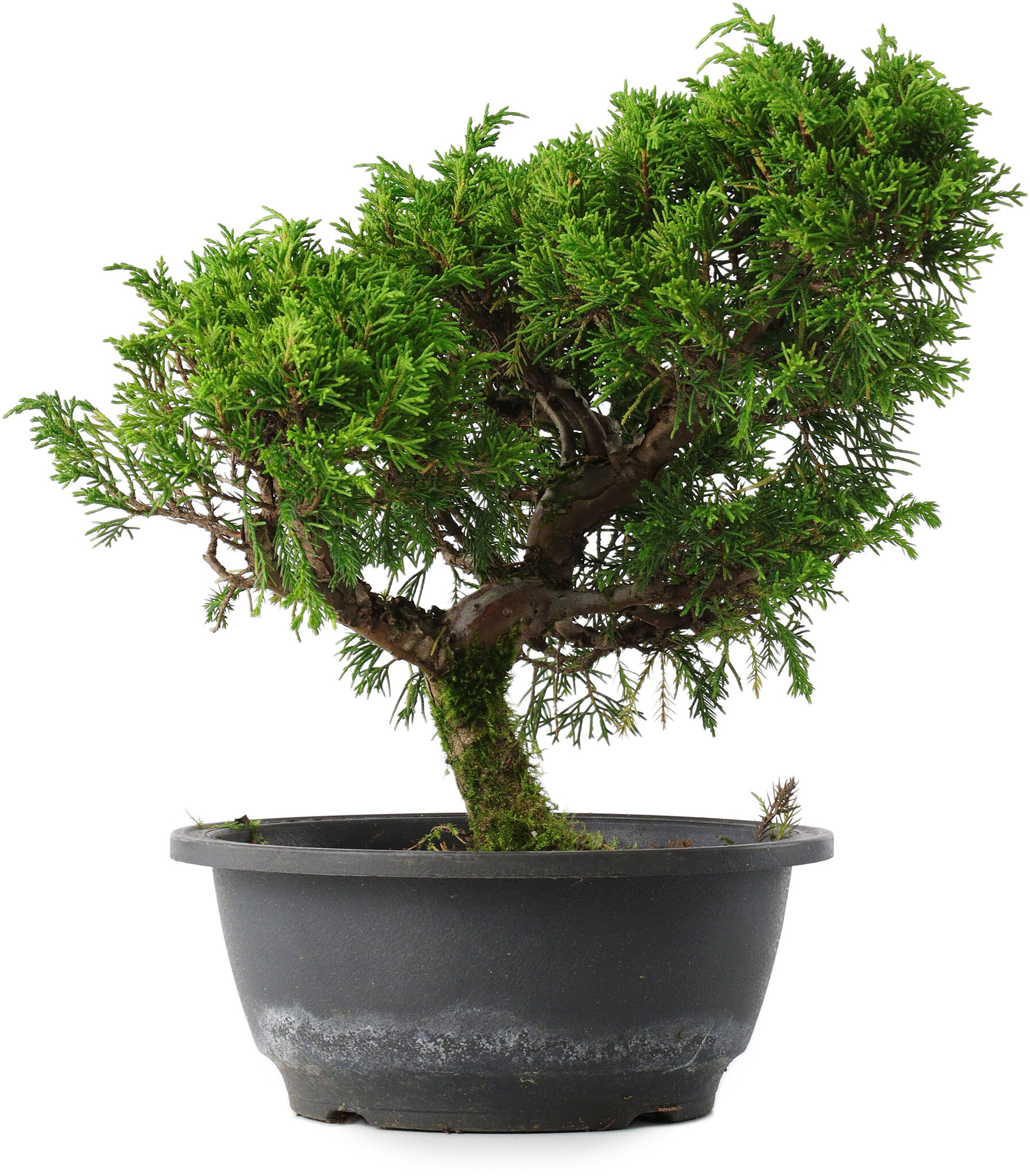 Bonsai als Geschenk Übersicht · Onlineshop OYAKI Bonsai