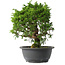 Juniperus chinensis Itoigawa, 29 cm, ± 15 anni