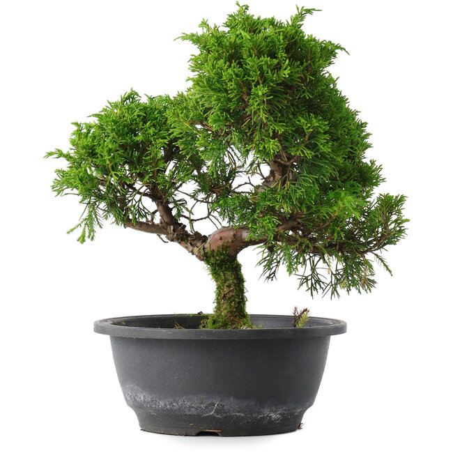 Juniperus chinensis Itoigawa, 26 cm, ± 15 jaar oud