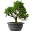 Juniperus chinensis Itoigawa, 26 cm, ± 15 anni