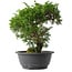 Juniperus chinensis Itoigawa, 29 cm, ± 15 anni