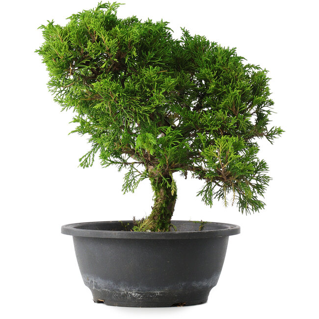 Juniperus chinensis Itoigawa, 26 cm, ± 15 ans