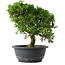 Juniperus chinensis Itoigawa, 26 cm, ± 15 jaar oud