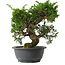 Juniperus chinensis Itoigawa, 29 cm, ± 15 anni