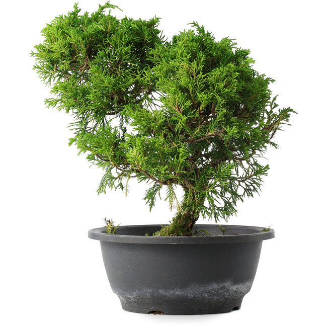 Juniperus chinensis Itoigawa, 26 cm, ± 15 ans