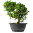 Juniperus chinensis Itoigawa, 26 cm, ± 15 jaar oud