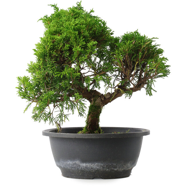 Juniperus chinensis Itoigawa, 26 cm, ± 15 anni