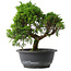 Juniperus chinensis Itoigawa, 26 cm, ± 15 jaar oud