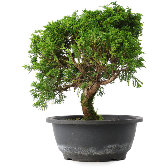 Juniperus chinensis Itoigawa, 26 cm, ± 15 years old
