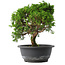Juniperus chinensis Itoigawa, 26 cm, ± 15 jaar oud